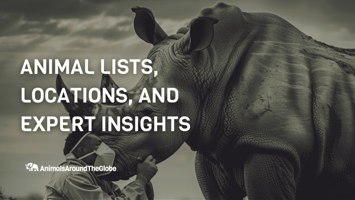 Rhino vet Animal Lists by Chris