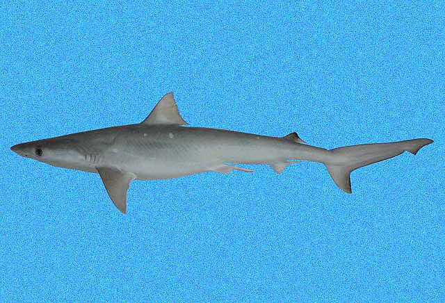 Atlantic sharpnose shark