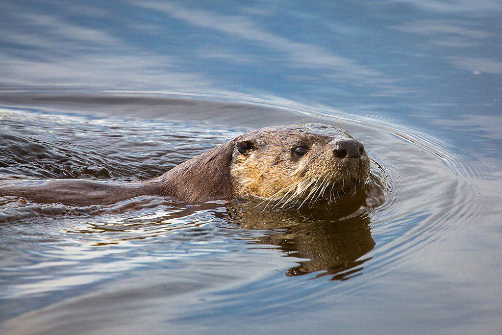 River otter