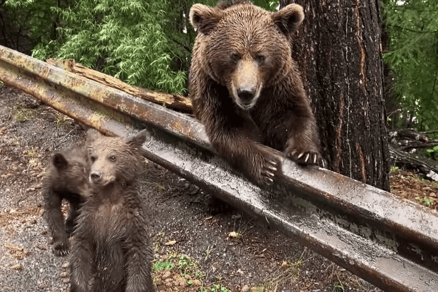 Watch: Bear Cubs and Humans Share Snacks