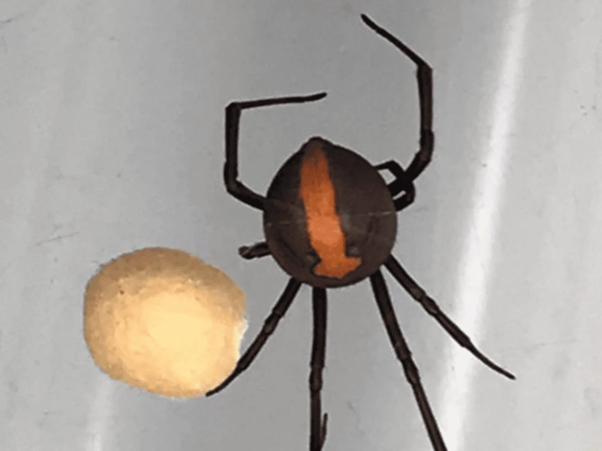 Redback Spider compared to golf ball