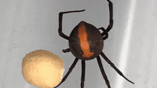 Redback Spider compared to golf ball