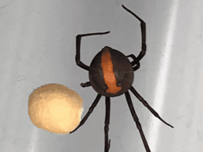 Largest Redback Spider Ever Recorded