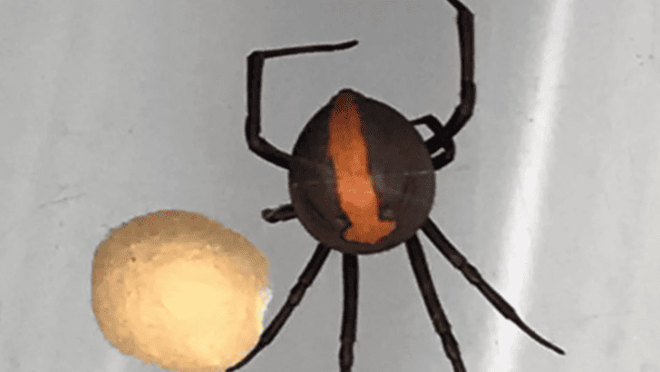 Largest Redback Spider Ever Recorded