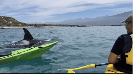 Watch A Close Orca Encounter
