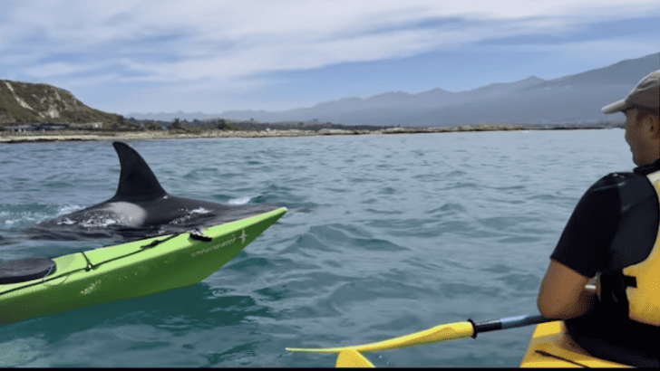 Witness a Thrilling Orca Encounter Up Close During a Paddle Adventure