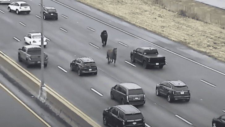 Watch: Horses Stop Traffic On A US Motorway