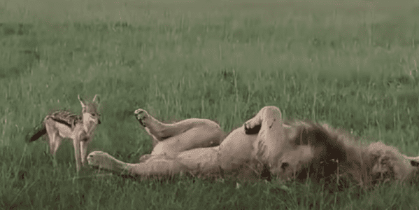 Jackal Plays With A Male Lion