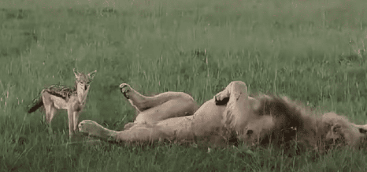 Jackal Plays With A Male Lion. Image by THE MAASAI MARA EPIC SAFARI via Youtube