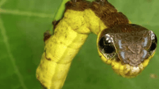The Hawkmoth Caterpillar That Camouflages As A Snake