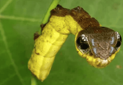 The Clever Ways Animals Outsmart Predators in the Wild