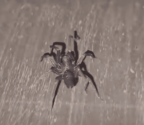 Hacklemesh Weaver Spider 