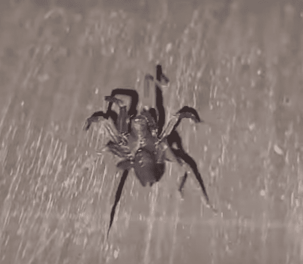 Hacklemesh Weaver Spider