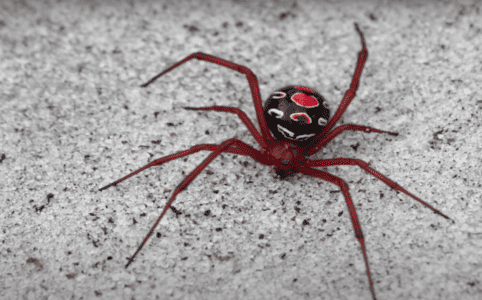 10 most venomous & non venomous spiders in the US
