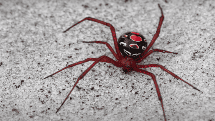 10 most venomous & non venomous spiders in the US