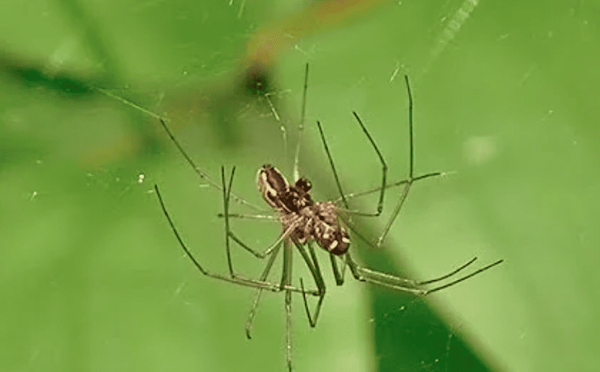 Sheetweb Spiders (Family Linyphiidae)
