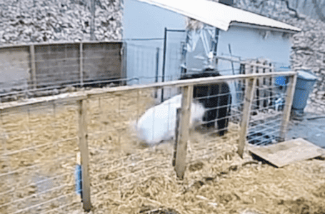 Black Bear Tries To Catch A Pig Only To Get Thrashed By It