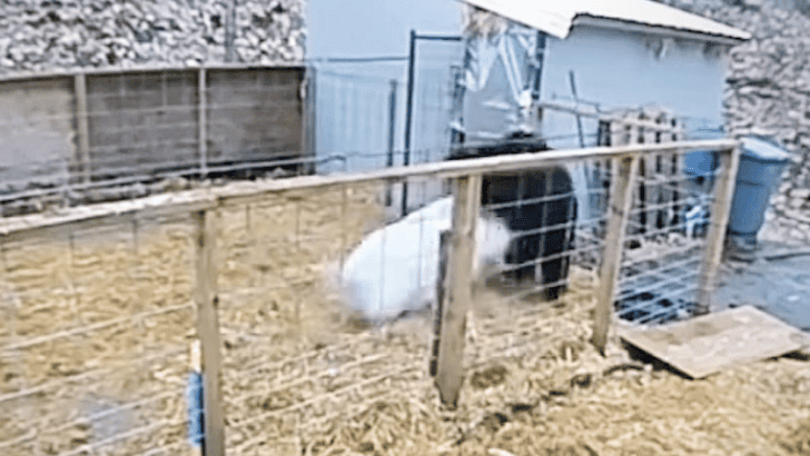 Black Bear Tries To Catch A Pig Only To Get Thrashed By It