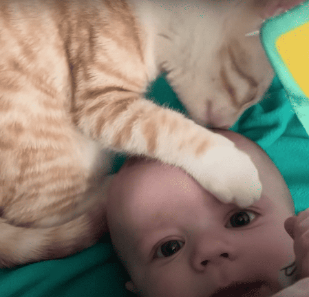 Cat Obsessed With Baby Brother Thinks He’s Also A Baby