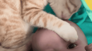 Cat Obsessed With Baby Brother Thinks He’s Also A Baby