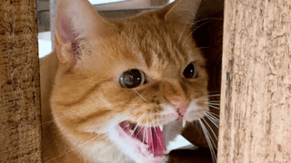 Watch: Meet The Cat That Hates Everyone
