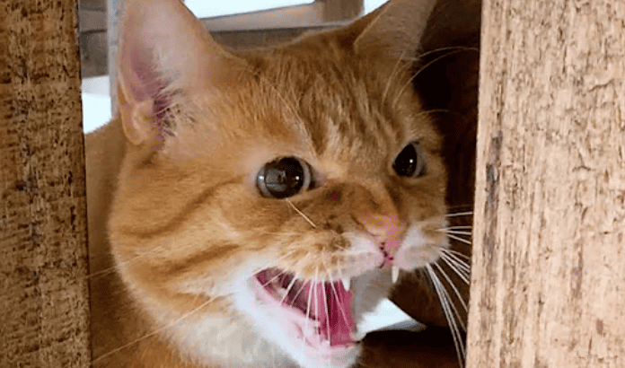Meet The Cat That Hates Everyone