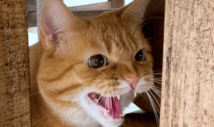 Watch: Meet The Cat That Hates Everyone