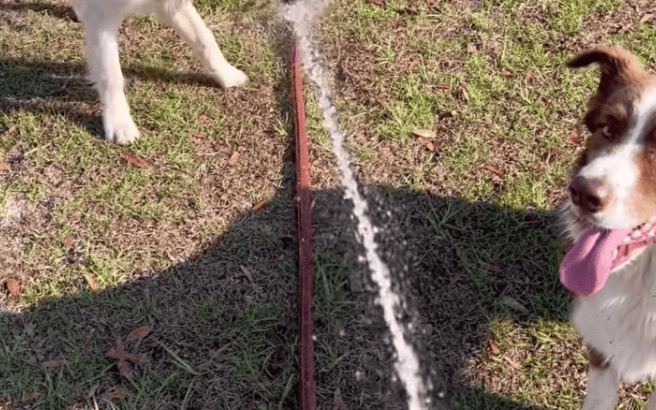 Watch: The Difference Between A Golden Retriever & Border Collie