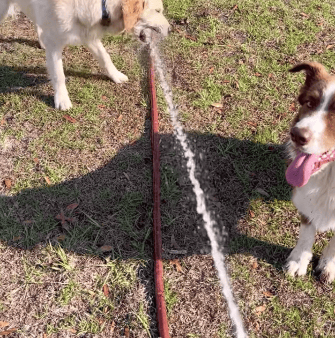 Watch: The Difference Between A Golden Retriever & Border Collie