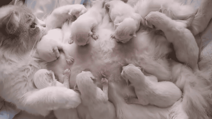Watch: Mama Cat Feeding Her Team Of Kittens