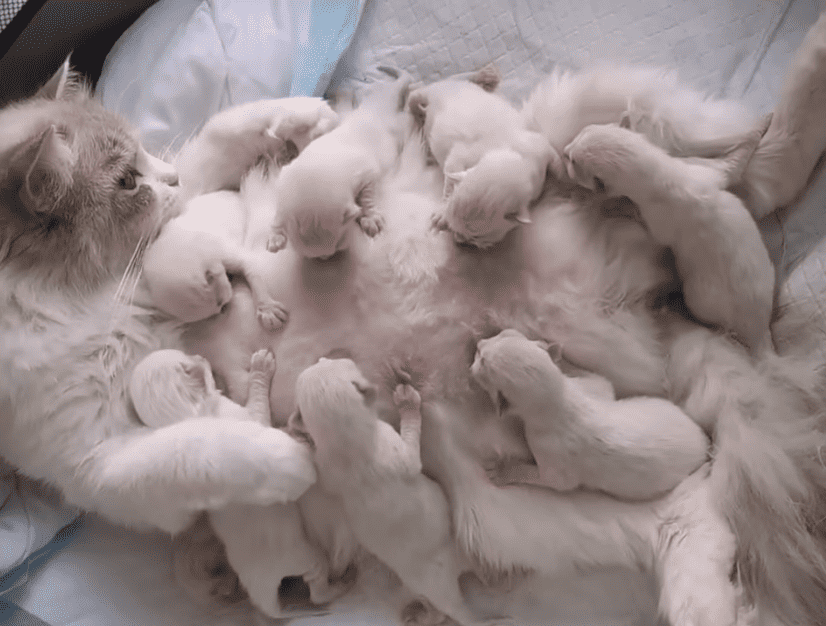 Watch: Mama Cat Feeding Her Tribe Of Kittens
