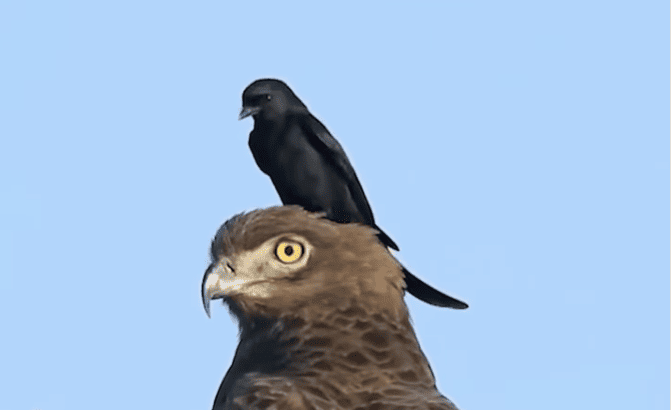 Watch As A Drongo Lands On A Brown Snake Eagle’s Head