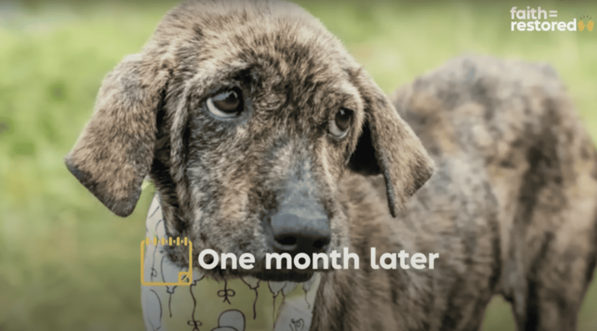 Watch: Heartwarming recovery of a rescue dog in Bali