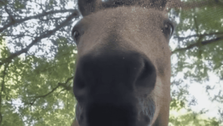 Man Wakes Up To Find A Horse Watching Him Sleep