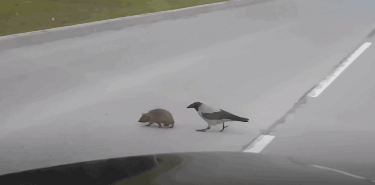 Magpie Helps Hedgehog Cross The Street