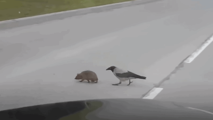 Watch: Magpie Helps Hedgehog Cross The Street