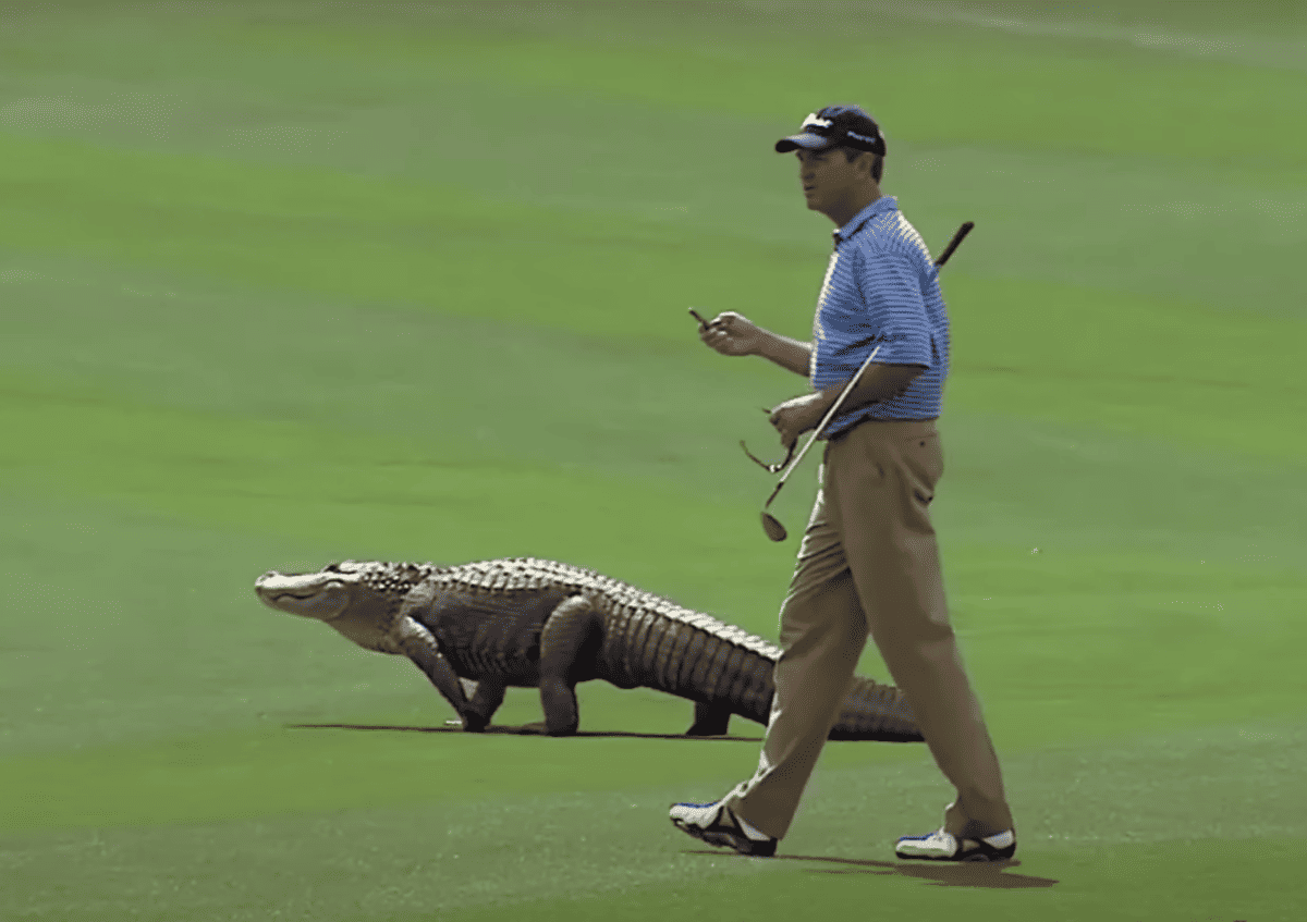 Watch: Best Reptile Encounters On PGA TOUR
