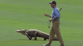 Watch: Best Reptile Encounters On PGA TOUR