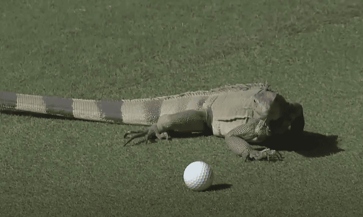 Best Reptile Encounters On PGA TOUR.