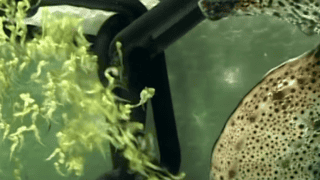 Why Do Male Seahorses Give Birth?