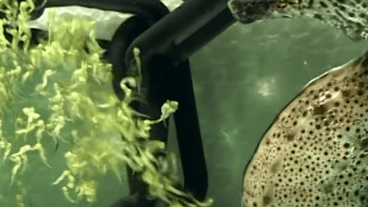 Watch: Why Do Male Seahorses Give Birth?