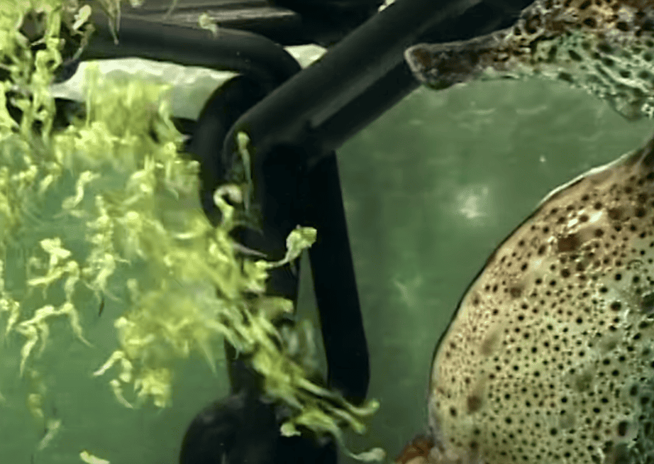 Why Do Male Seahorses Give Birth?