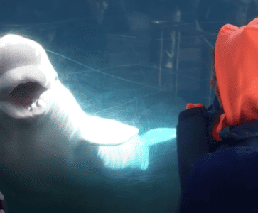 Beluga Whale Amazed by Human Tricks