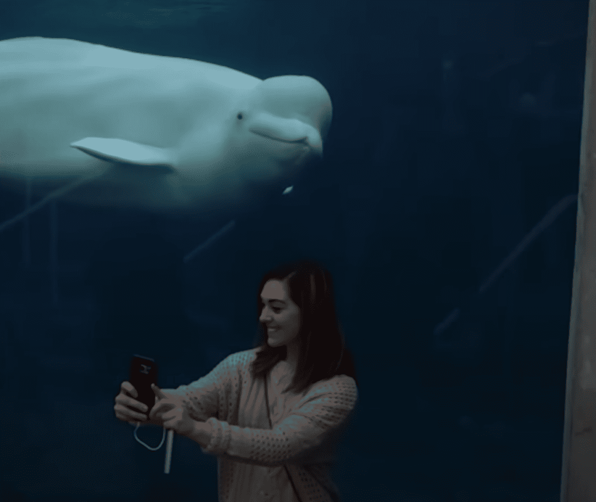 Fascination with Human Tricks in Aquariums