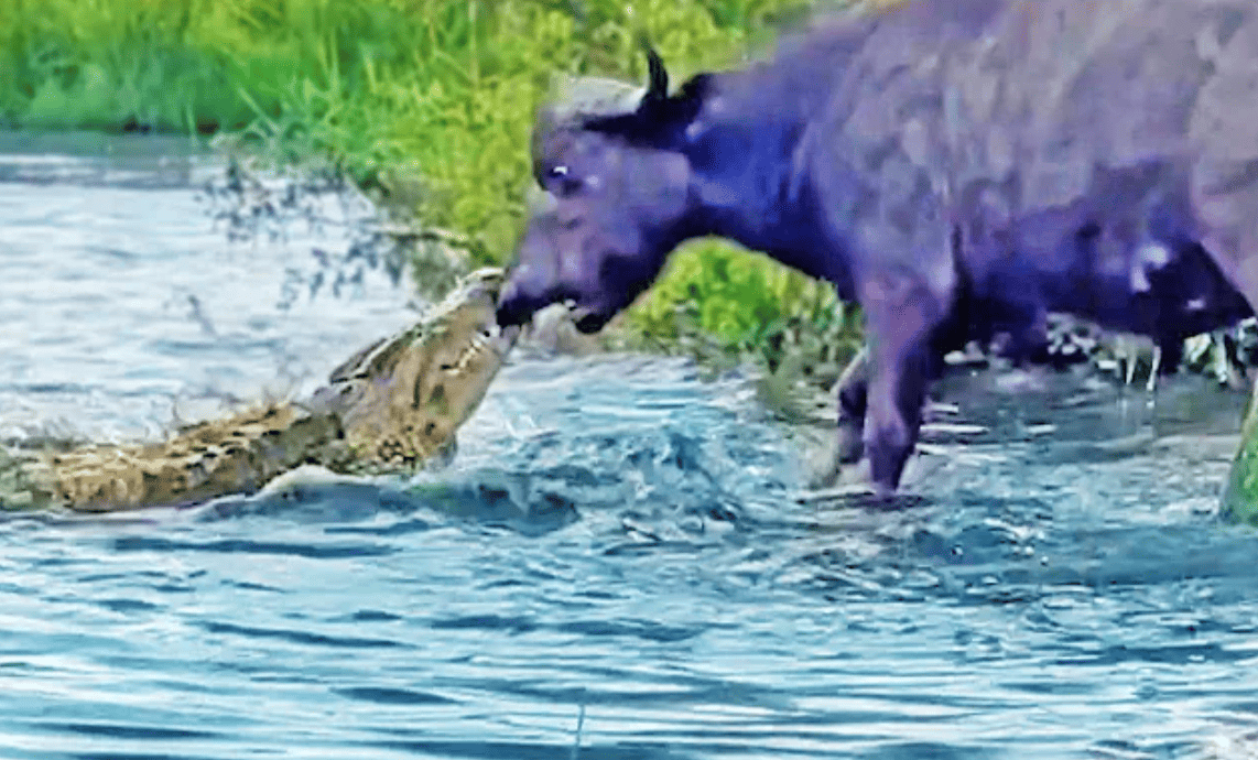 Buffalo Drags Croc Out of the Water by Its Nose