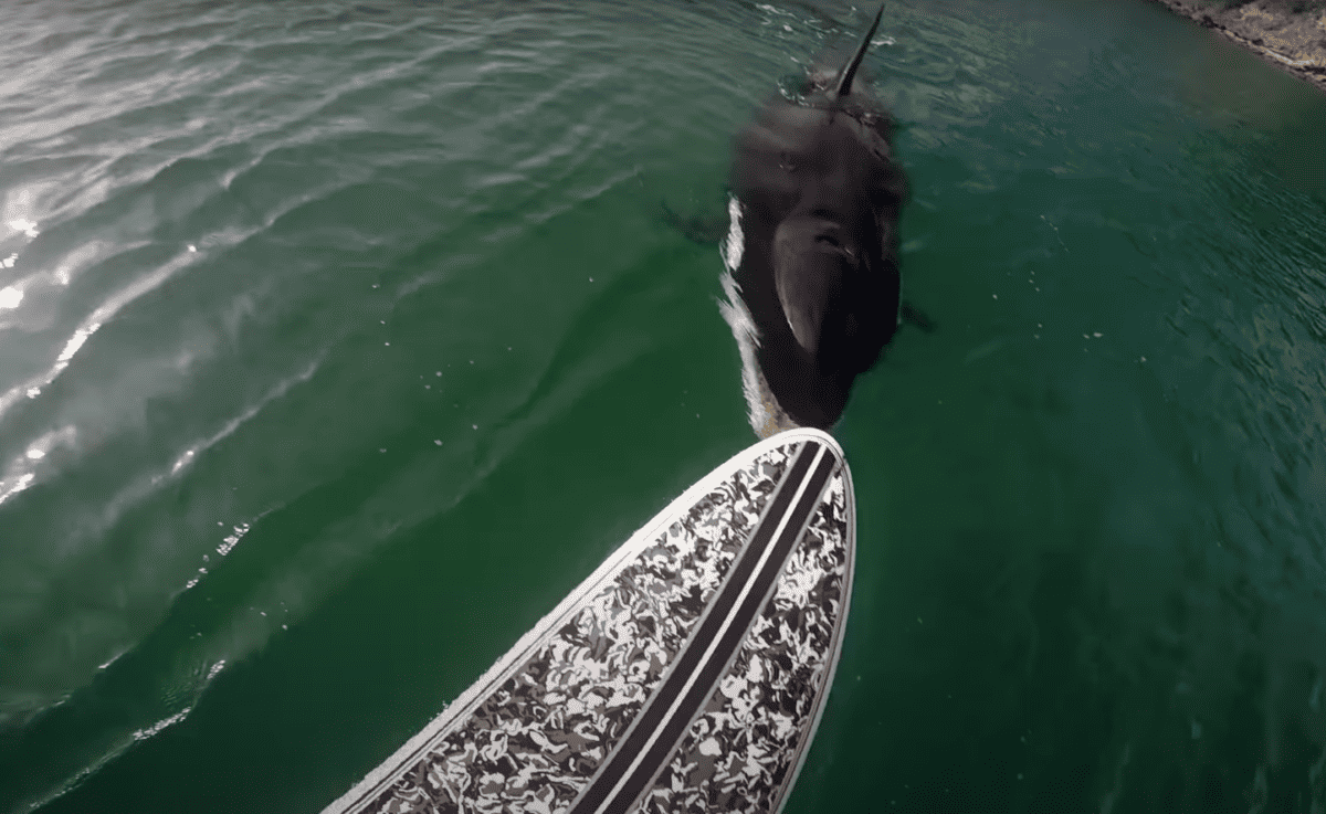 Orca Visits A Stand Up Paddle Boarder