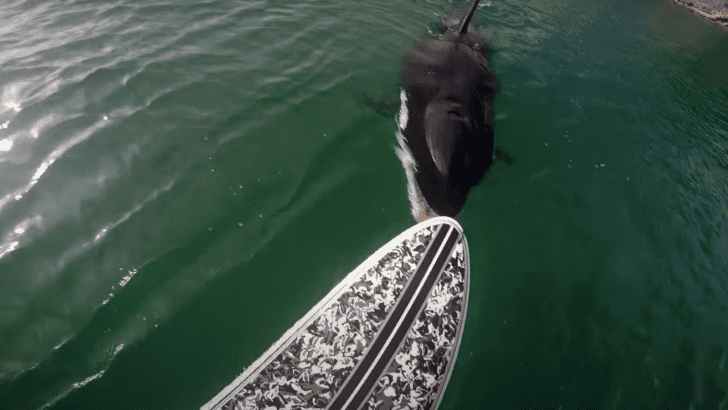 Watch: Orca Visits A Stand Up Paddle Boarder
