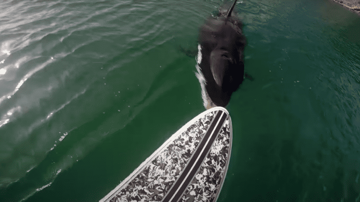 Orca Visits A Stand Up Paddle Boarder