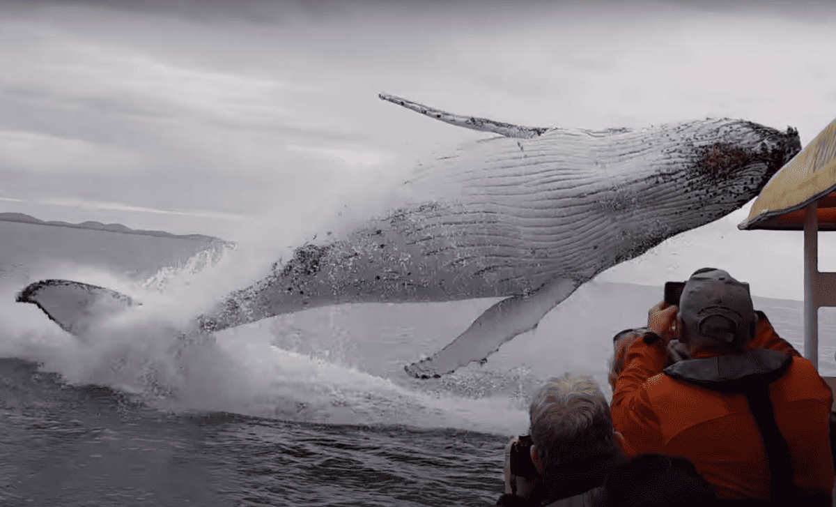 Huge Whale Breaches Right By Boat