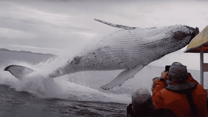 Watch: Huge Whale Breaches Right By Boat